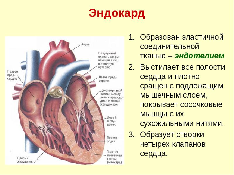 Эндокард
Образован эластичной соединительной тканью – эндотелием.
Выстилает все полости сердца Эндокард
Образован эластичной соединительной тканью – эндотелием.
Выстилает все полости сердца