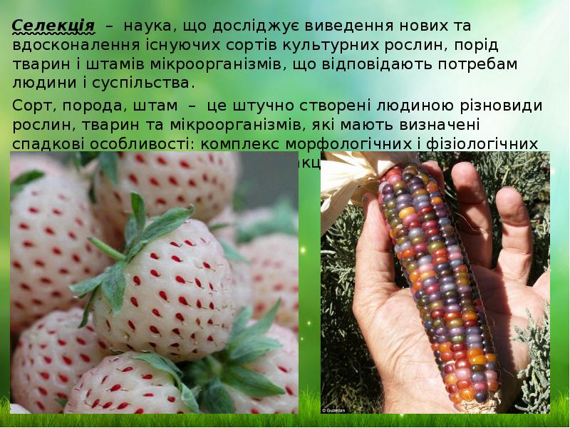 Селекція – наука, що досліджує виведення нових та вдосконалення існуючих сортів культурних Селекція – наука, що досліджує виведення нових та вдосконалення існуючих сортів культурних
