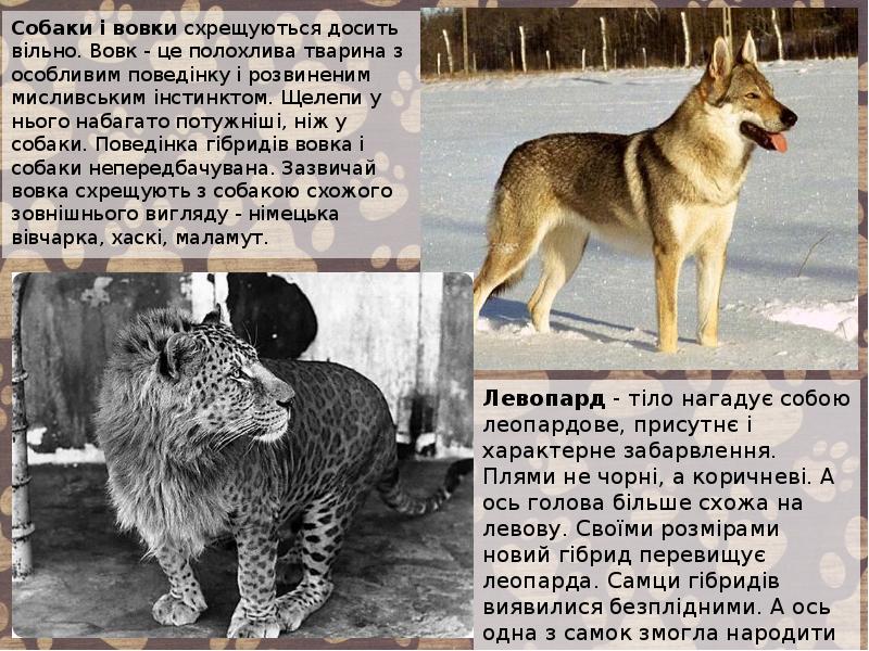 Собаки і вовки схрещуються досить вільно. Вовк - це полохлива тварина Собаки і вовки схрещуються досить вільно. Вовк - це полохлива тварина