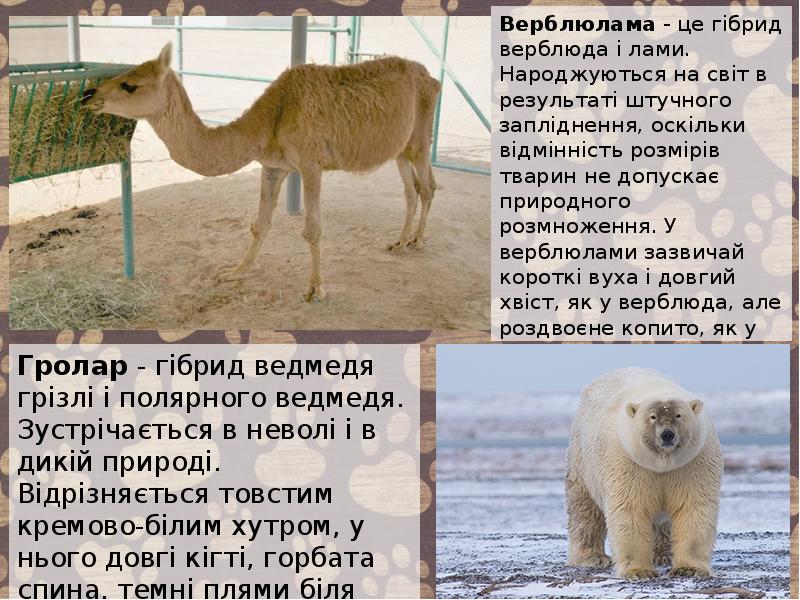 Верблюлама - це гібрид верблюда і лами. Народжуються на світ в Верблюлама - це гібрид верблюда і лами. Народжуються на світ в