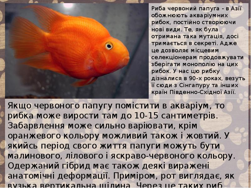 Риба червоний папуга - в Азії обожнюють акваріумних рибок, постійно створюючи Риба червоний папуга - в Азії обожнюють акваріумних рибок, постійно створюючи