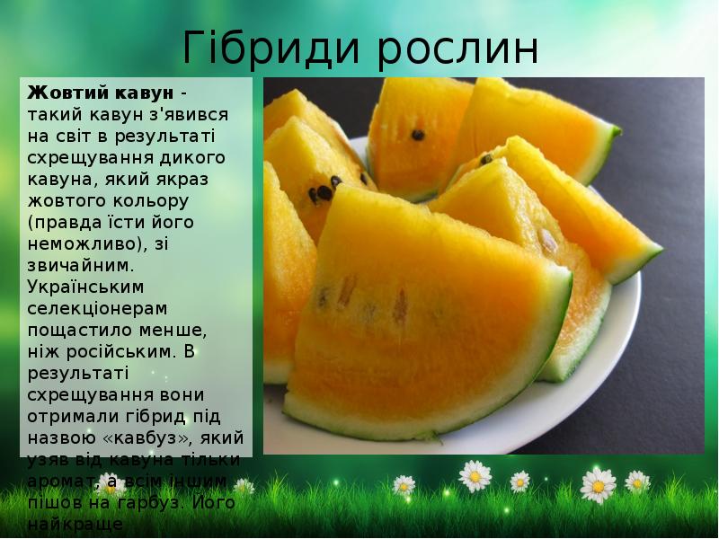 Гібриди рослин
Жовтий кавун - такий кавун з'явився на світ в Гібриди рослин
Жовтий кавун - такий кавун з'явився на світ в