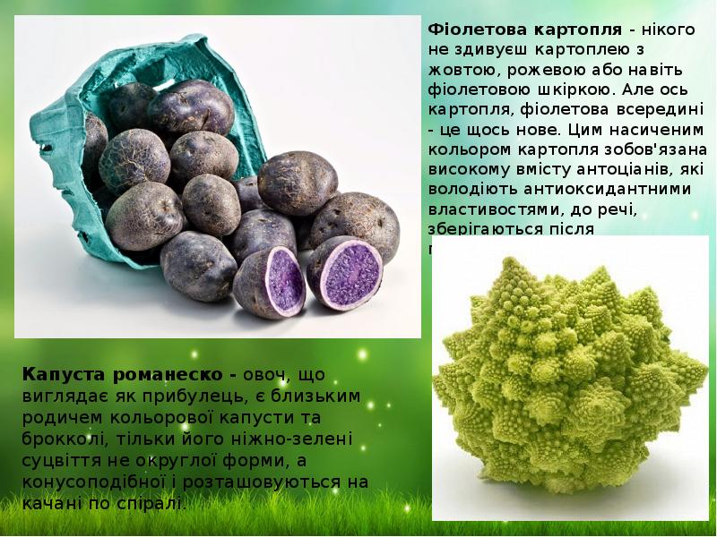 Фіолетова картопля - нікого не здивуєш картоплею з жовтою, рожевою або Фіолетова картопля - нікого не здивуєш картоплею з жовтою, рожевою або