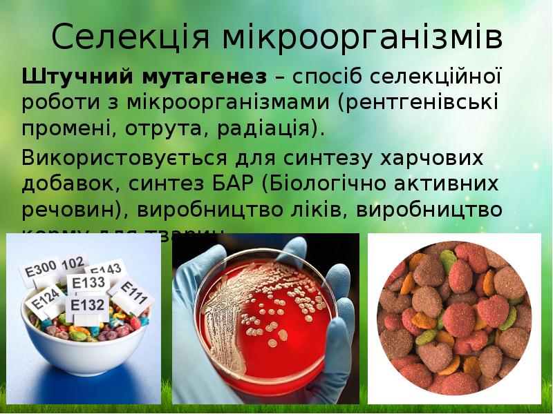 Селекція мікроорганізмів
Штучний мутагенез – спосіб селекційної роботи з мікроорганізмами (рентгенівські Селекція мікроорганізмів
Штучний мутагенез – спосіб селекційної роботи з мікроорганізмами (рентгенівські