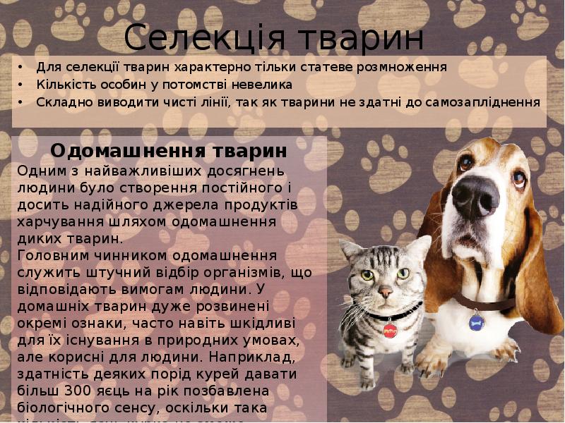 Селекція тварин
Для селекції тварин характерно тільки статеве розмноження
Кількість особин Селекція тварин
Для селекції тварин характерно тільки статеве розмноження
Кількість особин