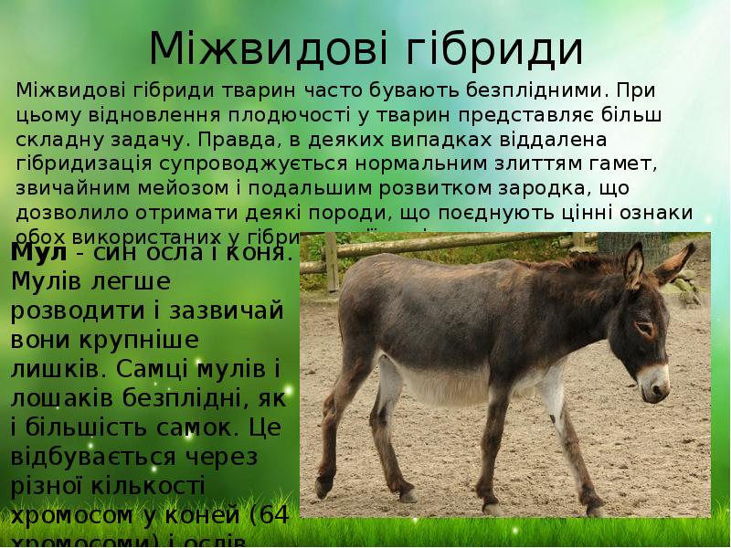 Міжвидові гібриди
Міжвидові гібриди тварин часто бувають безплідними. При цьому відновлення Міжвидові гібриди
Міжвидові гібриди тварин часто бувають безплідними. При цьому відновлення