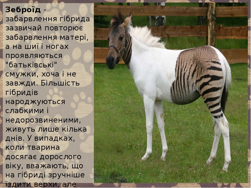 Зеброїд - забарвлення гібрида зазвичай повторює забарвлення матері, а на шиї Зеброїд - забарвлення гібрида зазвичай повторює забарвлення матері, а на шиї