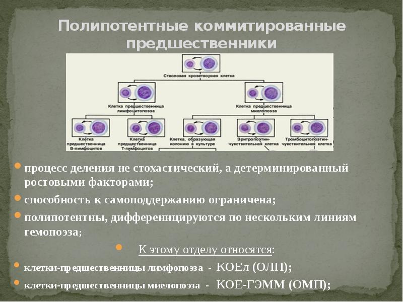 Предшественник 5 букв. Полипотентные коммитированные предшественники. Полипотентные клетки предшественницы. Полипотентная стволовая клетка. Коммитированные клетки-предшественницы.