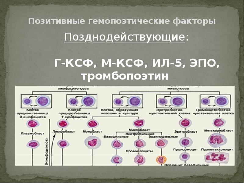 Гемопоэтическая стволовая клетка презентация