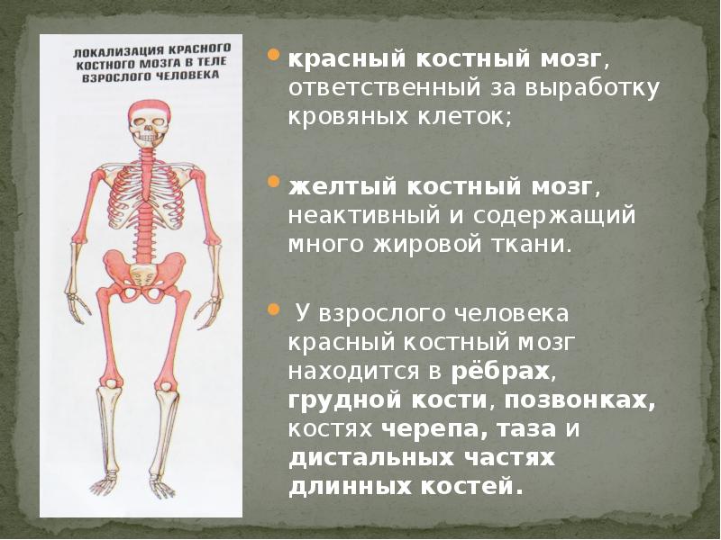 Костный мозг болит. Локализация красного костного мозга.