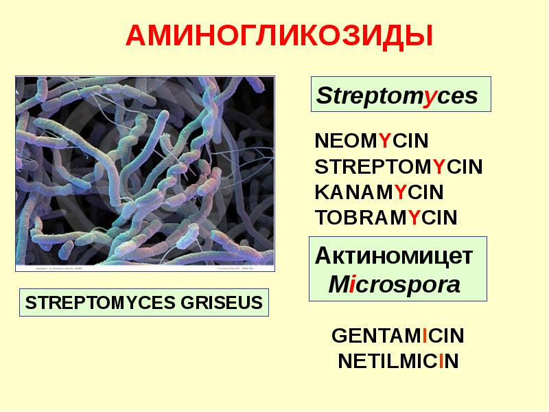 Антибиотиков полученных из актиномицет. Стрептомицет классификация. Антибиотики из актиномицетов. Аминогликозиды. Аминогликозиды антибиотики механизм действия.
