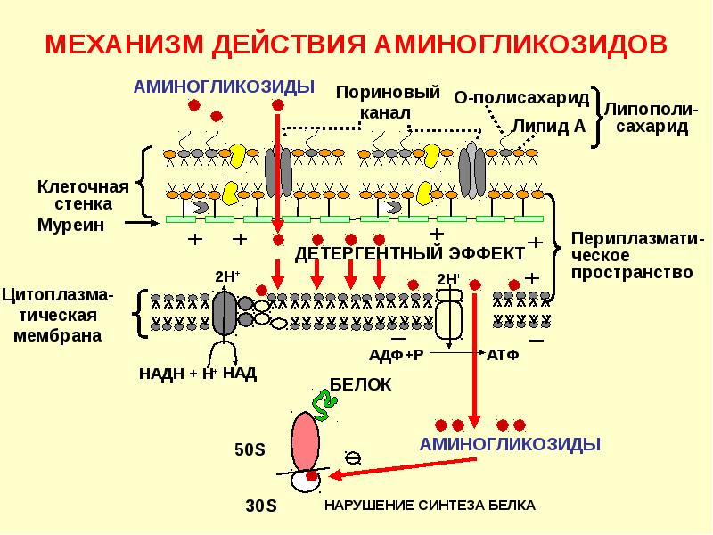 Синтез белка в бактериальной клетке. Механизм действия антибиотиков нарушающих Синтез белка. Механизм действия антибиотиков аминогликозидов. Аминогликозидные антибиотики механизм действия. Механизм действия 3 поколения аминогликозидов.