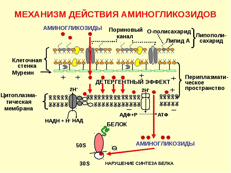 Схема действия антибиотиков