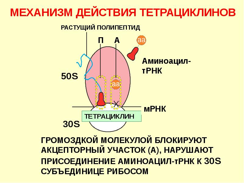 Доксициклин механизм действия. Тетрациклины механизм действия схема. Тетрациклины антибиотики механизм действия. Тетрациклин механизм действия биохимия. Тетрациклиновые антибиотики механизм действия.