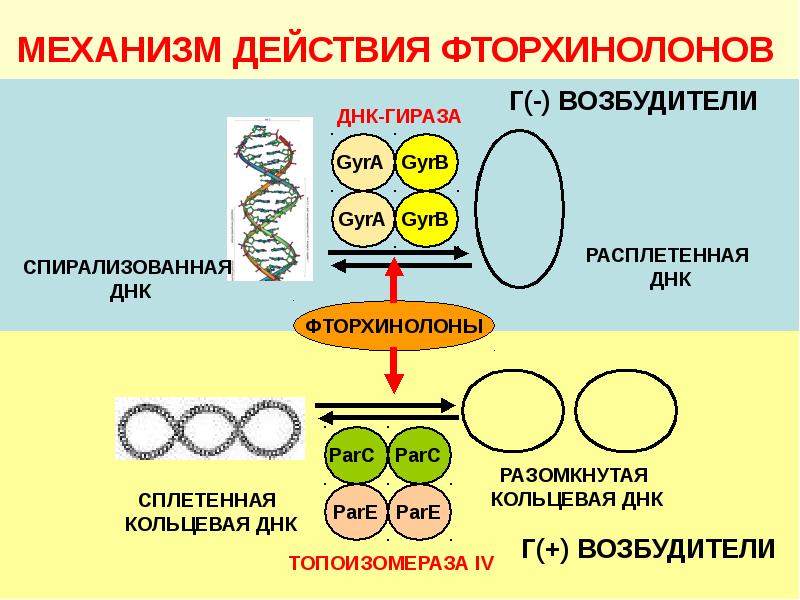 Презентация на тему антибиотики по микробиологии