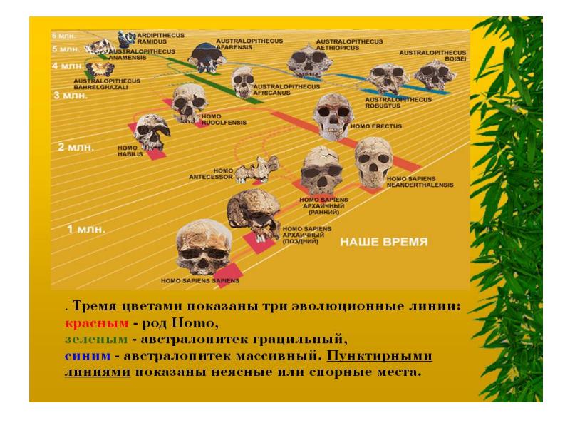 Род homo относится. Эволюция представителей рода homo. Род хомо. Род хомо родословная. Австралопитек Древо эволюции.