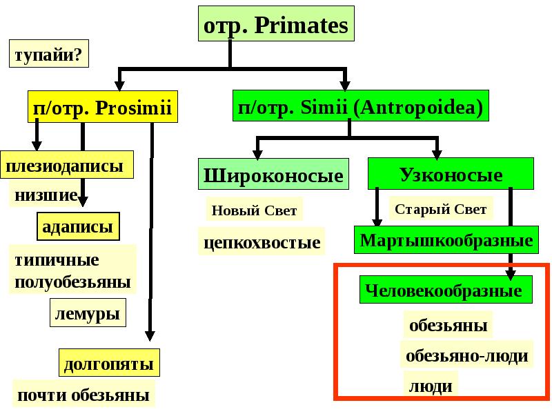 Речь роль в эволюции. Старый свет узконосые. Адаписы.