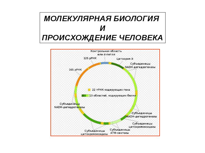 Биологическое происхождение. Национальность это в биологии. Генез это в биологии. Происхождение слова биология.