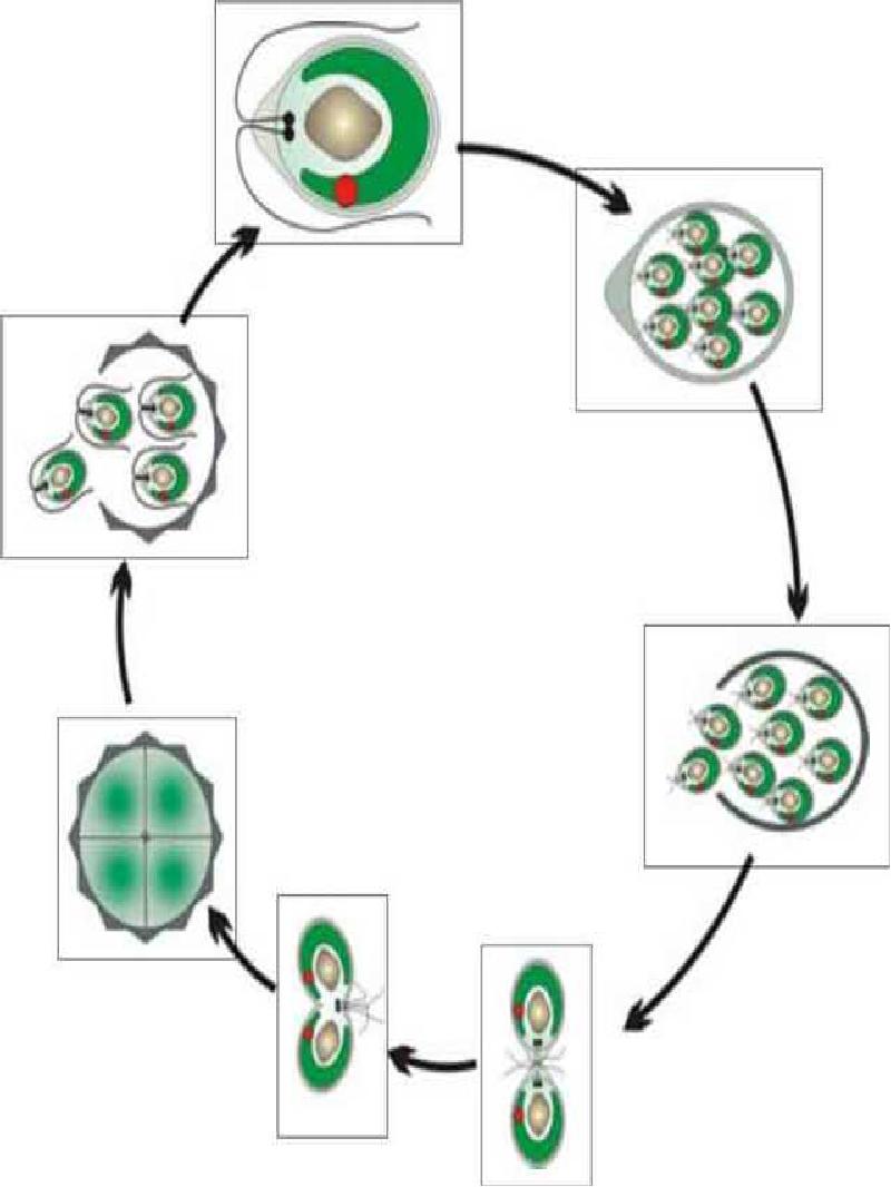 Схема жизненного цикла растения гаметы. Жизненный цикл цветковых растений. Спорогенез и гаметогенез у растений. Гаметогенез у растений. Циклы развития растений.