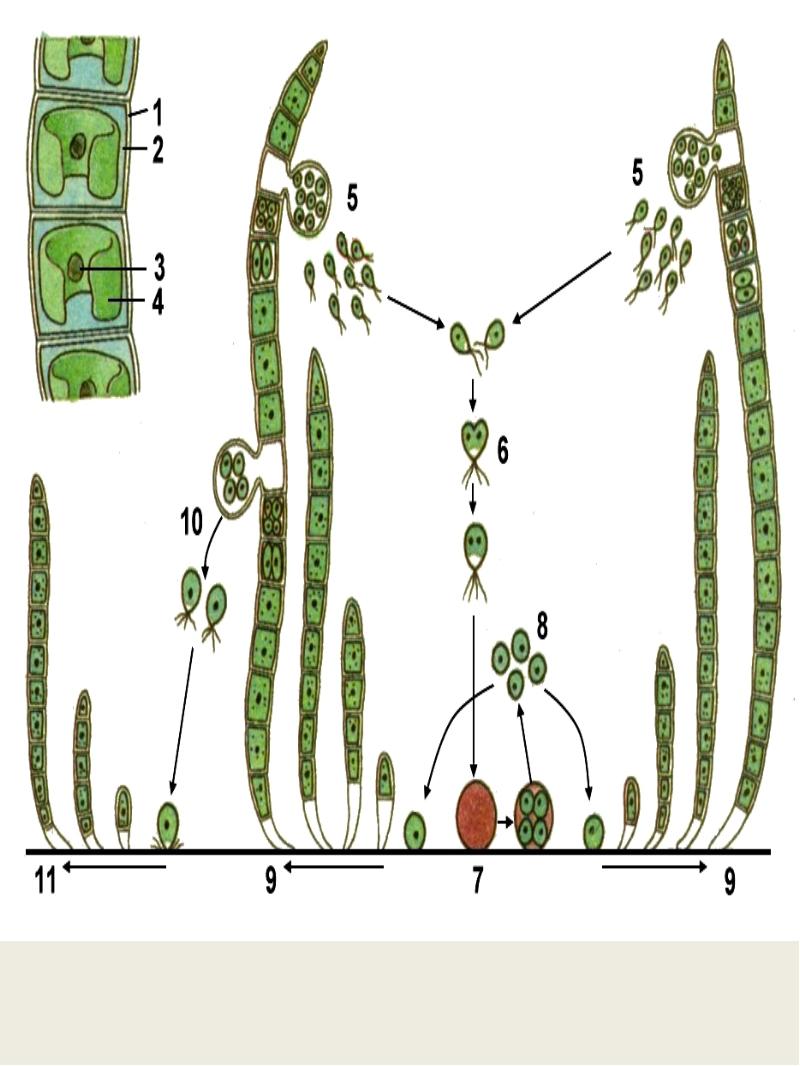Циклы развития растений схемы егэ от водорослей до покрытосеменных