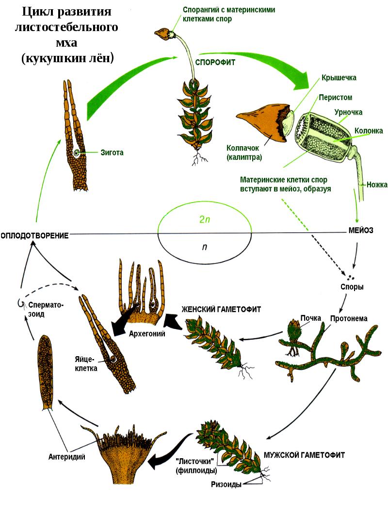 Цикл развития сфагнума схема с описанием