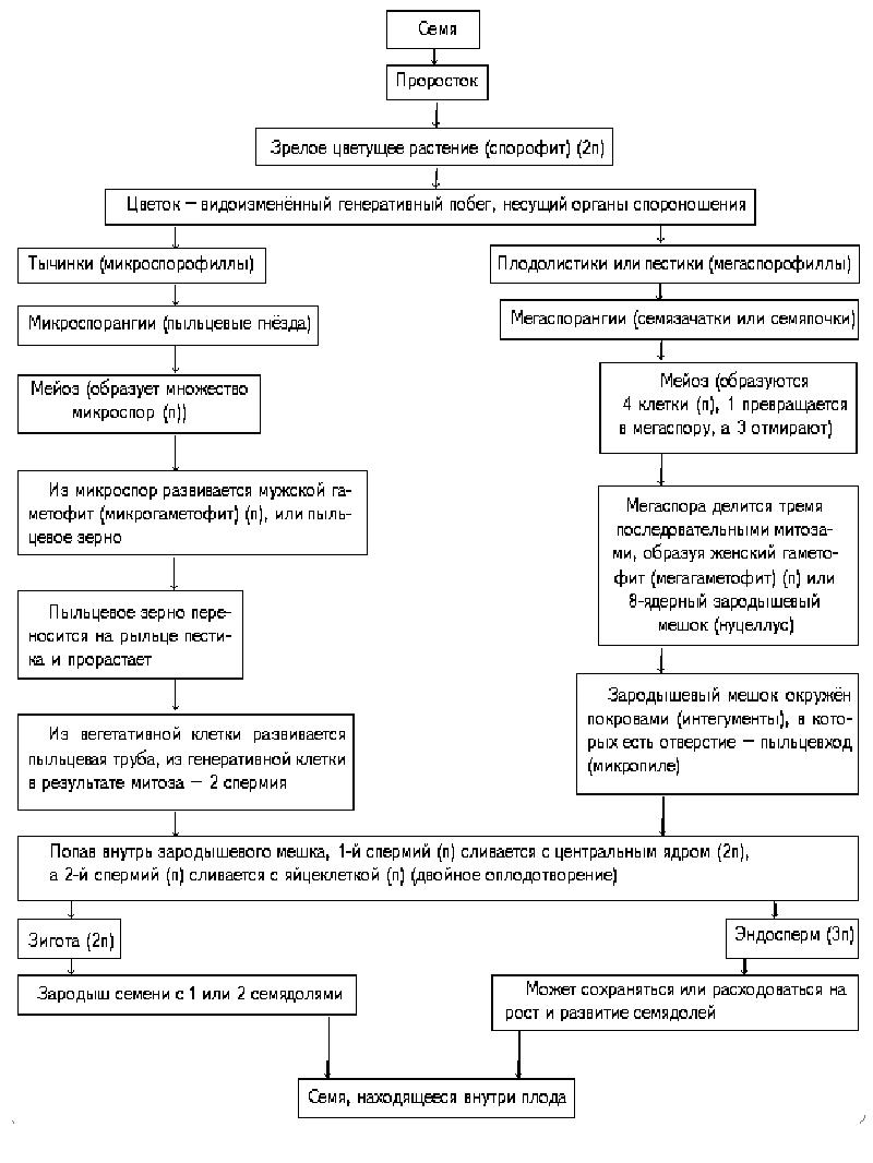 Особенности жизненного цикла покрытосеменных растений. Цикл развития покрытосеменных схема. Цикл развития покрытосеменных растений схема. Жизненный цикл покрытосеменных растений схема. Цикл развития цветковых растений таблица.