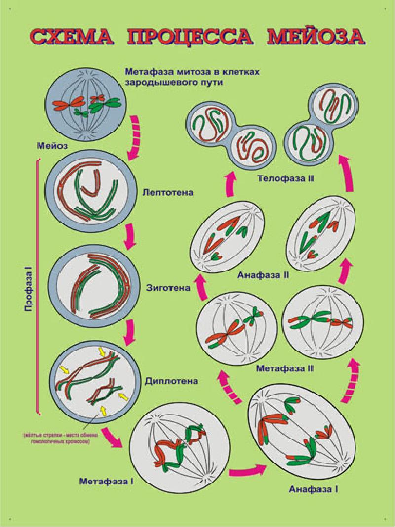 Процесс мейоза рисунок. Процесс мейоза схема. Фаза мейоза рисунок процессы. Процесс мейоза и митоза рисунок. Биология фазы мейоза.