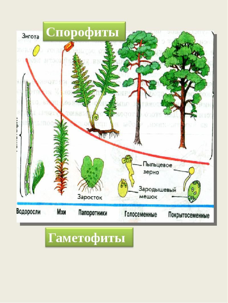 Циклы развития растений схемы егэ от водорослей до покрытосеменных