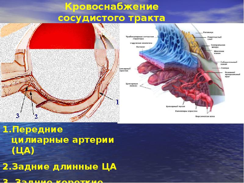 Патология сосудистого тракта презентация