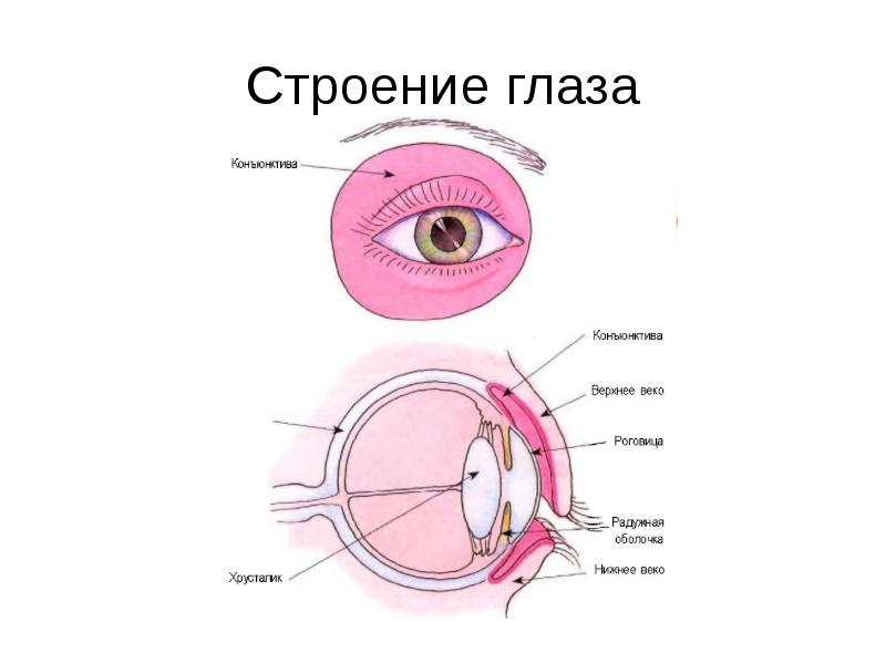 Реферат: Воспалительные заболевания коньюнктивы и оболочек глаза