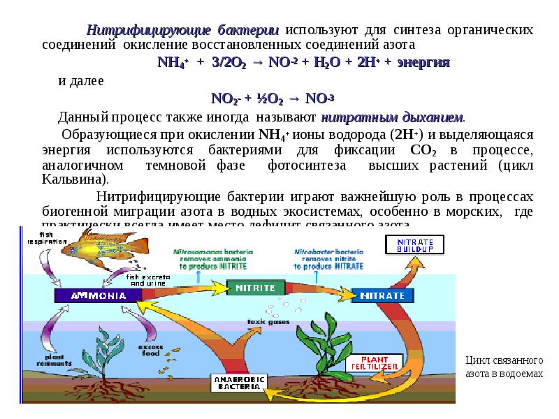 Энергия окисления органических веществ