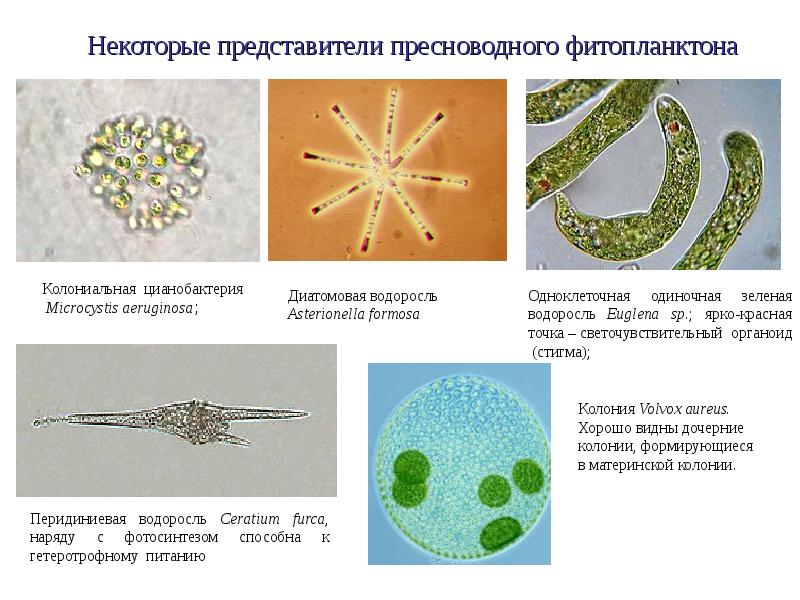 Фитопланктон образуют. Фитопланктон диатомовые водоросли. Представители фитопланктона. Диатомовые одноклеточные водоросли. Представители цианобактерий.