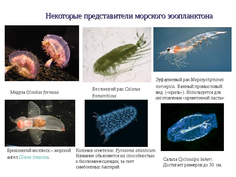 Зоопланктон уровень