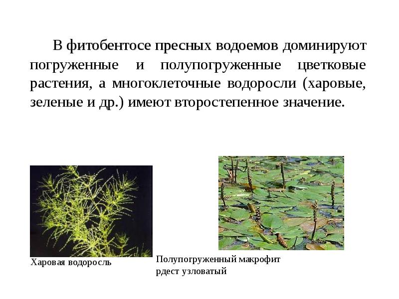 Водоросли органического вещества. Рдест экологическая группа. Многоклеточные водоросли пресного водоема. Фитобентос водоросли. Плауны в пресных водоемах.