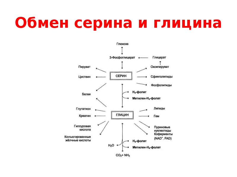 Схема обмена глицина и серина