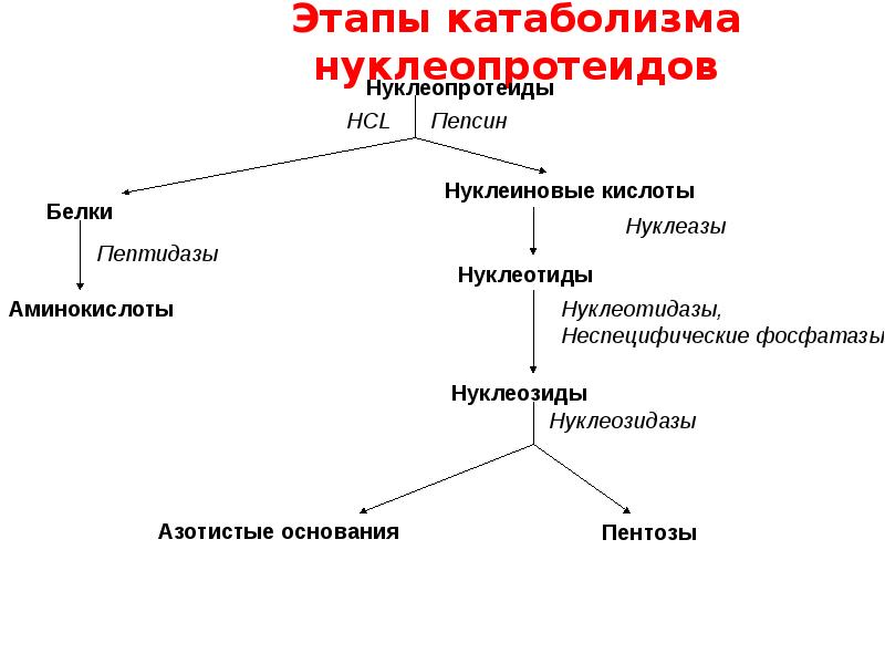 Схема катаболизма основных пищевых веществ