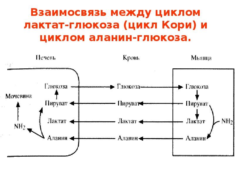 Цикл кори схема