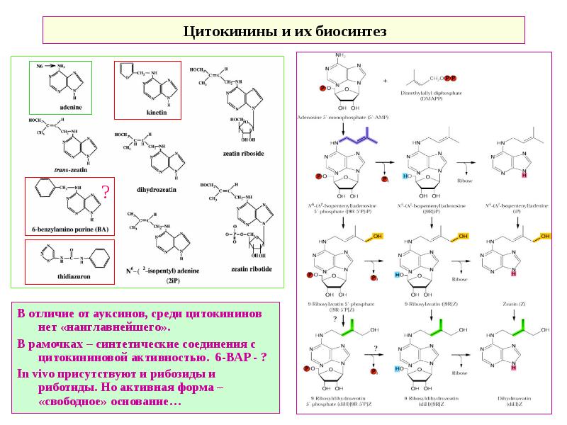 цитокинины химическое строение. цитокинины. цитокинины химическое строение. фитогормоны цитокинины. фитогормон ауксин.