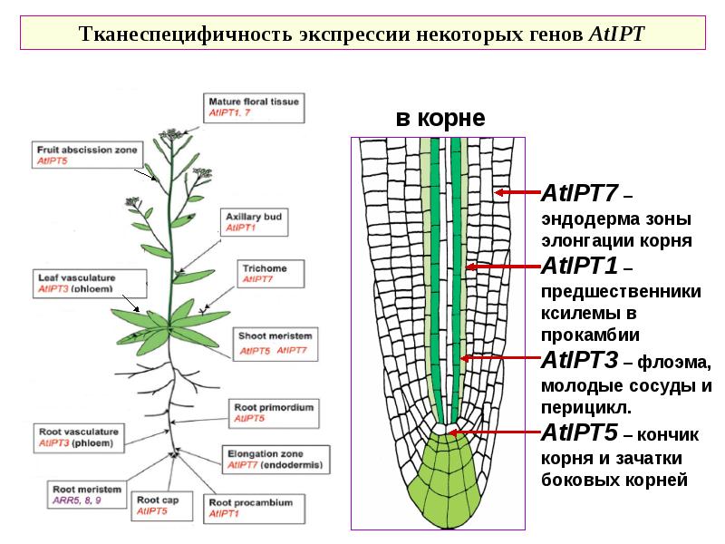 Характерный рост корня. Развитие корня растения. Эволюция корня у растений. Происхождение корня растений.