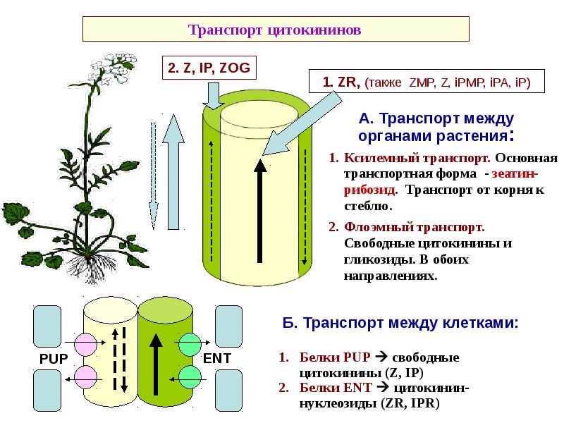 Влияние фитогормонов на растения. Фитогормоны цитокинины. Растительные гормоны цитокинины. Ауксины и цитокинины. Фитогормон ауксин.
