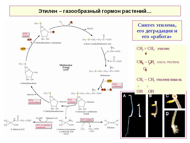 Особенности роста и развития растений