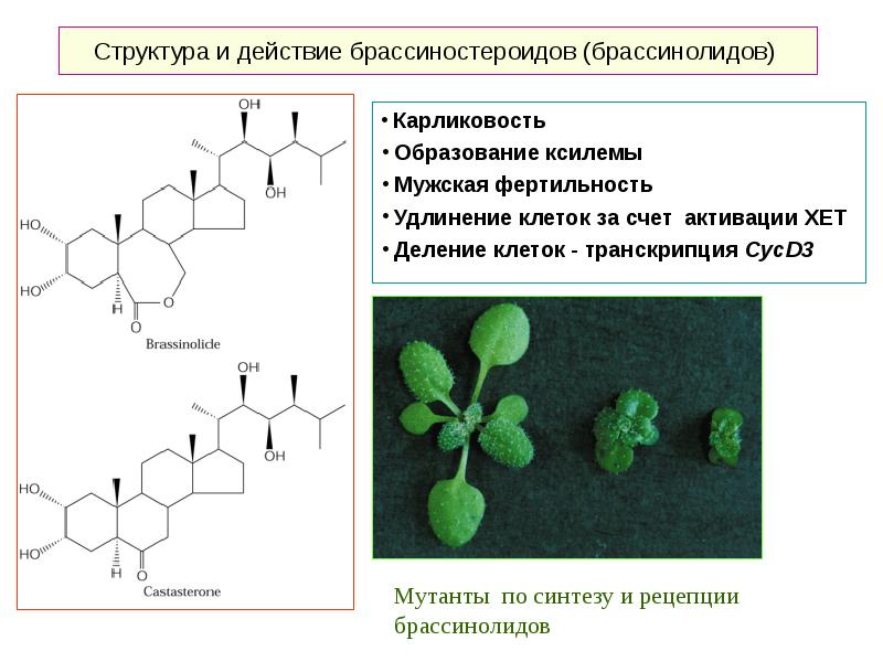 Строение действия