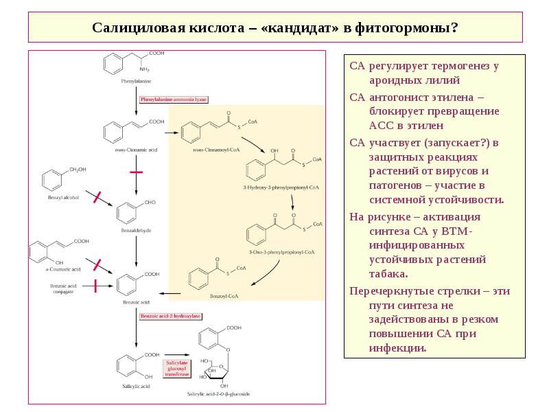 Салициловая кислота презентация