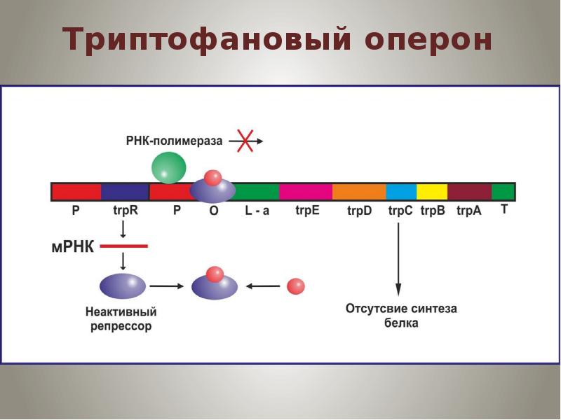 Триптофановый оперон схема