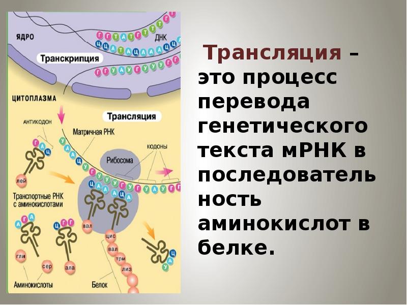 Биосинтез белков последовательность. Биосинтез белка трансляция. Трансляция процесс синтеза белка. Трансляция биология Синтез белка. Трансляция Синтез белка на матрице РНК.