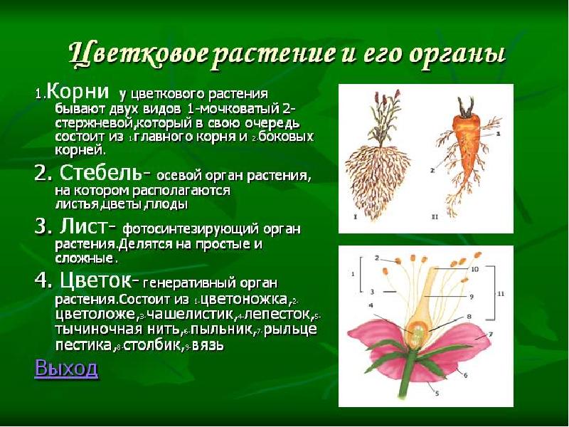 Презентация органы растений органы