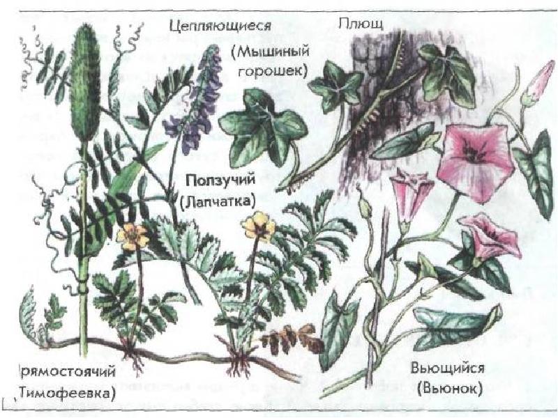 Цепляющийся стебель. Цепляющиеся растения. Растения с цепляющимся стеблем. Растения с ползучими стеблями названия. Цепляющие растения названия.