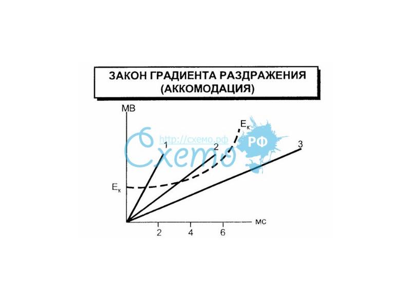 Закон градиента. Закон градиента раздражения аккомодация. Закон раздражения Дюбуа-Реймона. Законы раздражения закон градиента. Закон градиента нарастания силы раздражителя в физиологии.