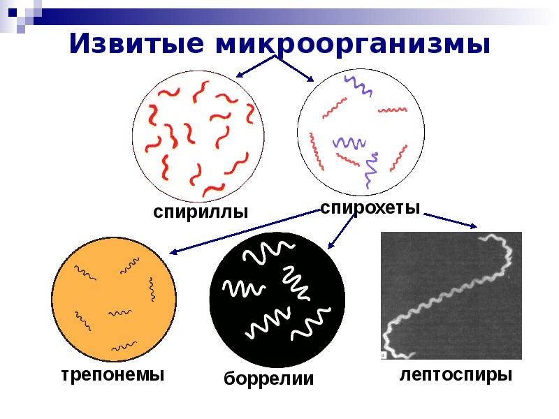 Простейшие микробиология презентация