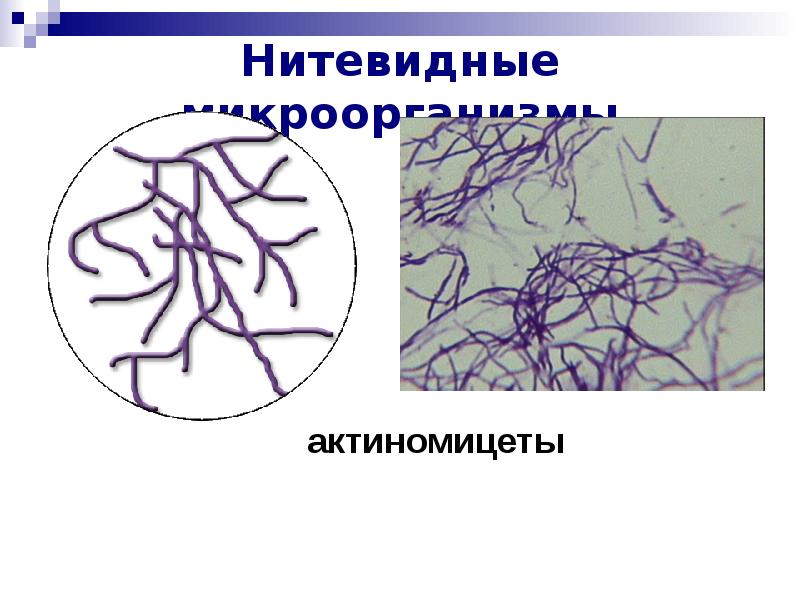 Актиномицеты микробиология презентация